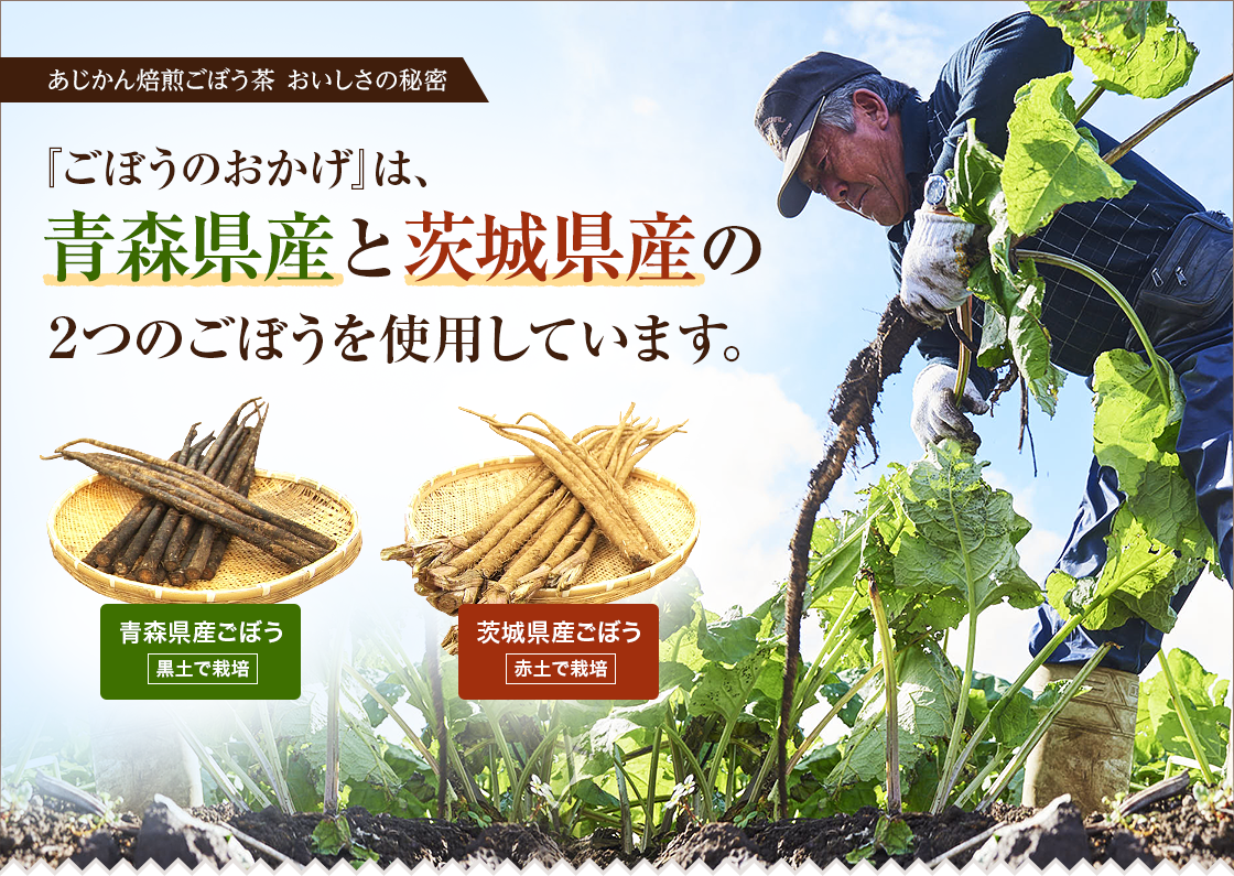 あじかん焙煎ごぼう茶 おいしさの秘密。『ごぼうのおかげ』は、青森県産と茨城県産の2つのごぼうを使用しています。