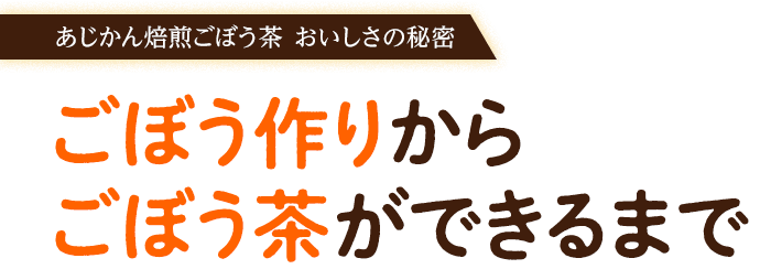 あじかん焙煎ごぼう茶 おいしさの秘密：ごぼう作りからごぼう茶ができるまで