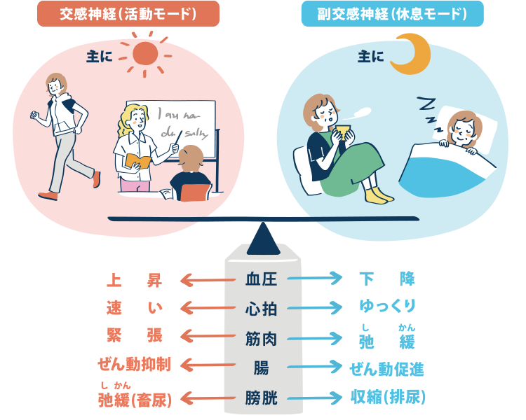 交感神経（活動モード）と副交感神経（休息モード）の働きの比較