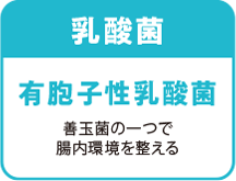 乳酸菌 有胞子性乳酸菌 善玉菌の一つで腸内環境を整える