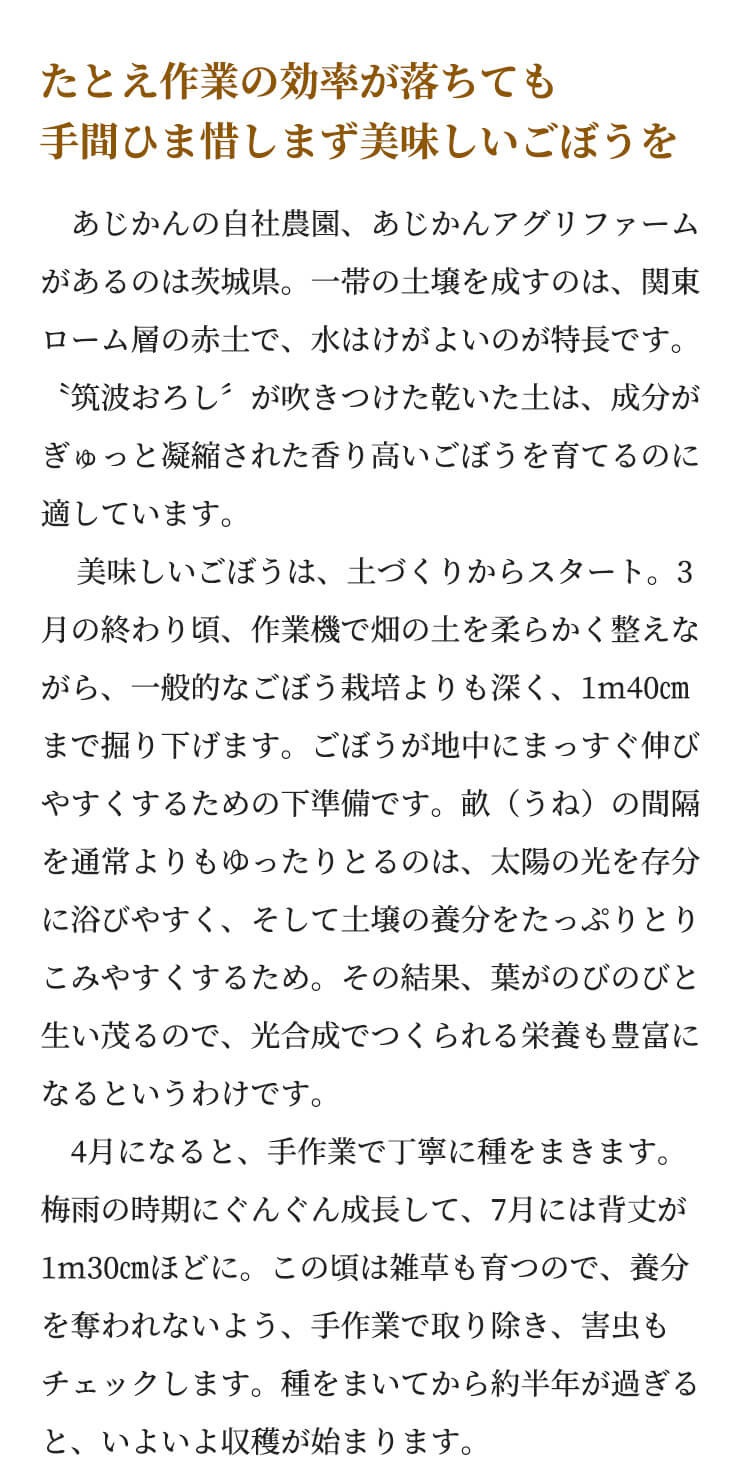 たとえ作業の効率が落ちても手間ひま惜しまず美味しいごぼうを